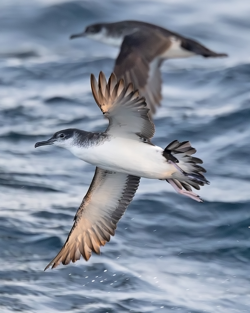 Manx shearwater